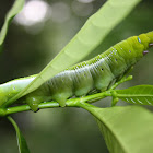 Oleander Hawk Moth