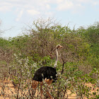 Ostrich