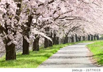 またあの桜の下で　続