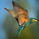 Blue-cheeked Bee-eater.