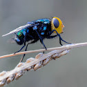 Snail Parasitic Blowfly