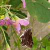 Dusted skipper