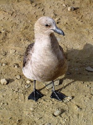 Skua in attesa della partenza di fermoiltempo