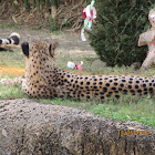 Cheetah