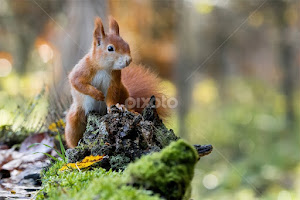 (Sciurus vulgaris) - veverka obecná by Canon Eos -  