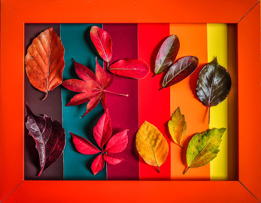 The colors of autumn di kaos