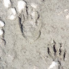 Florida Raccoon tracks