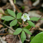 Wood Anemone