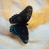 Red Spotted Purple