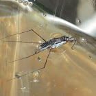 Water Strider