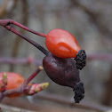 The dog-rose