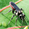 Larra Wasp