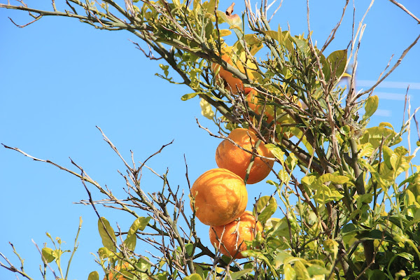 al sole di deborah marchese ragona