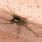 Huntsman Spider