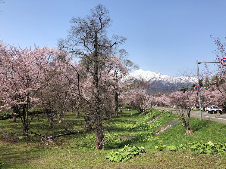 レガシィツーリングワゴンの桜・ドライブに関するカスタム事例の投稿画像3枚目