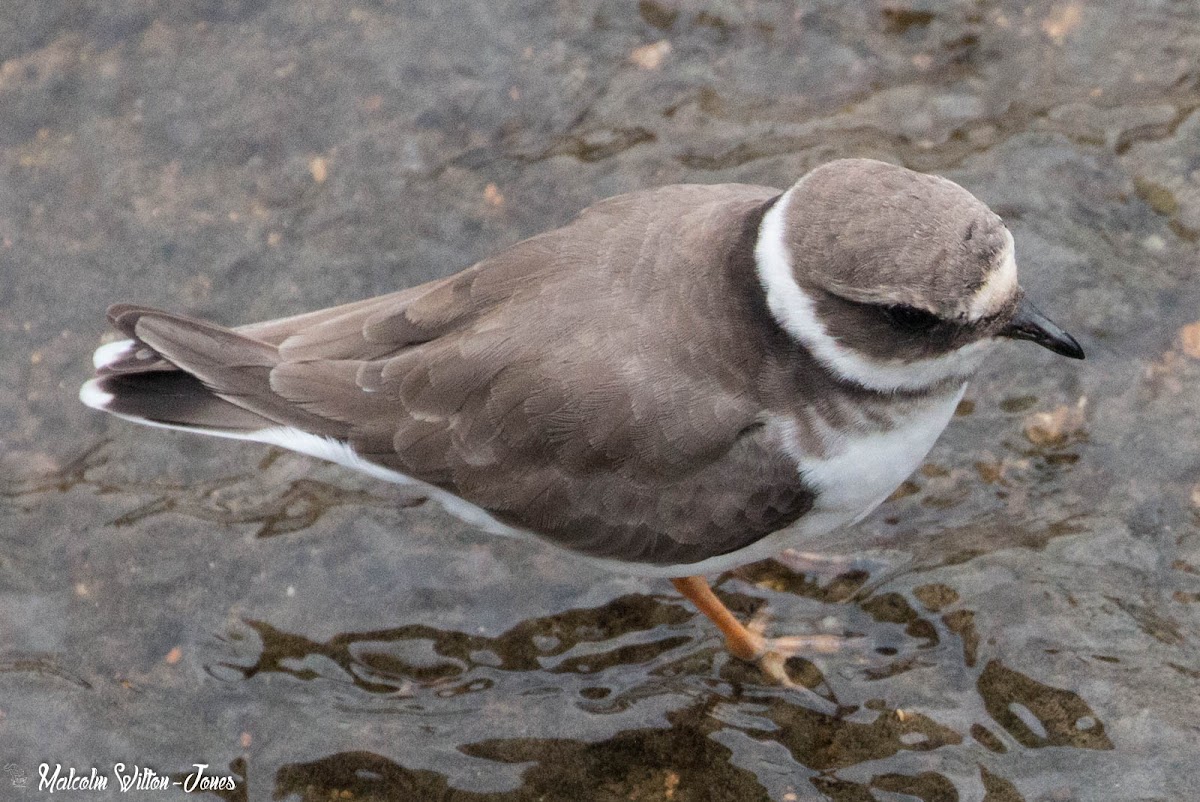 Ringed Plover