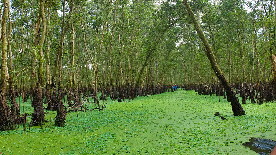 Rừng tràm Trà Sư - Tuyệt cảnh mùa nước nổi miền Tây - BongTrip.vn