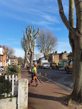 Tree Work album cover