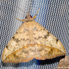 Noctuid Moth