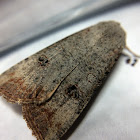 Green Cutworm Moth