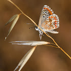 Southern Brown Argus; Morena