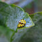 Twenty-two spot ladybird