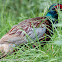 Pheasant