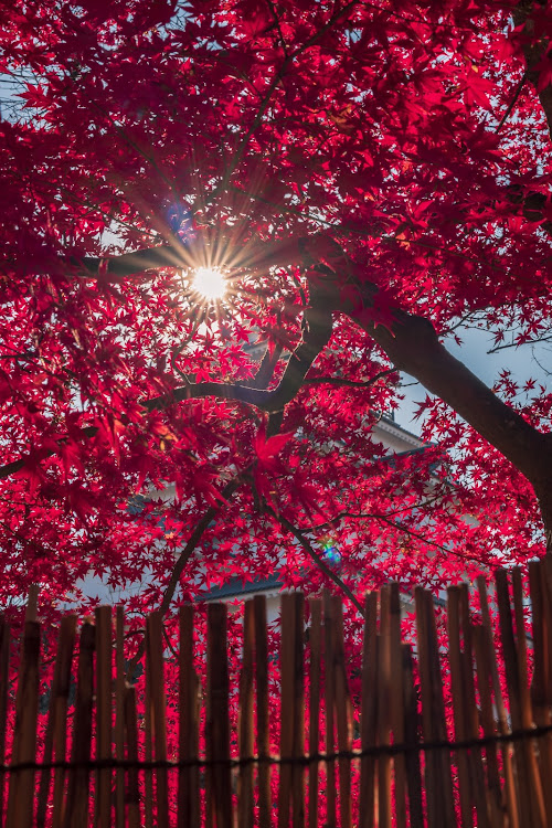 M4 クーペの12月もよろしくお願いします・ネイチャーフォトグラファー・紅葉狩りへ行こう🍁・Mのある暮らしに関するカスタム事例の投稿画像5枚目