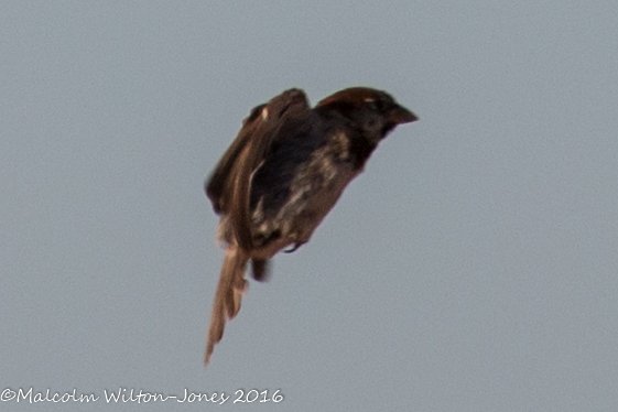 House Sparrow; Gorrión Común