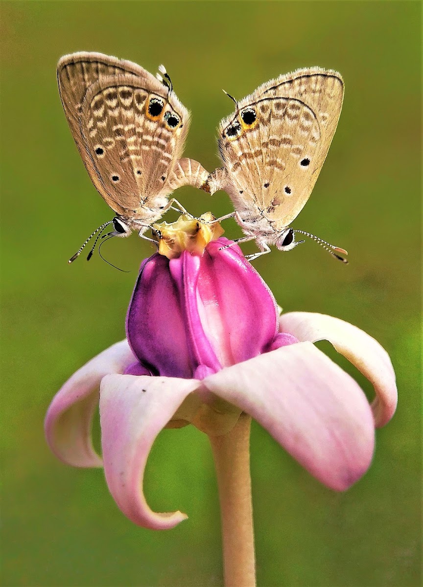 Small cupid Butterfly