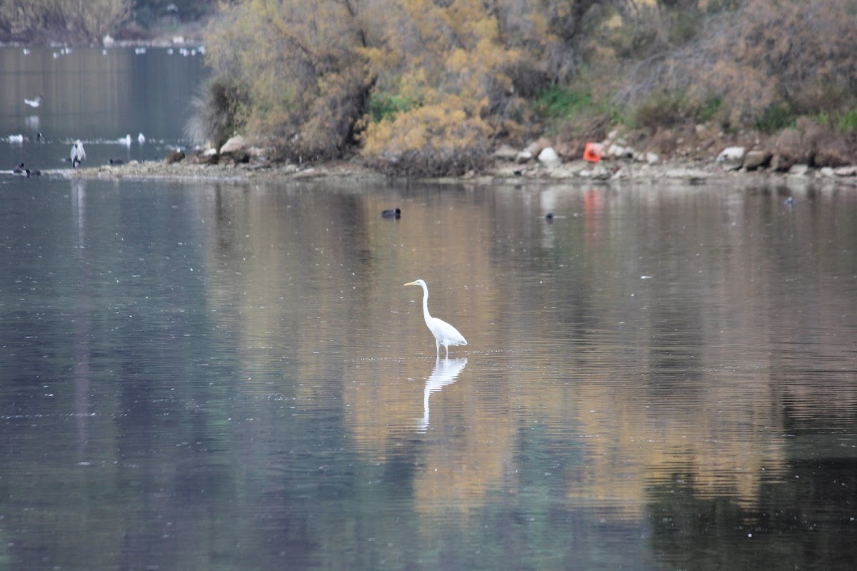 Great egret