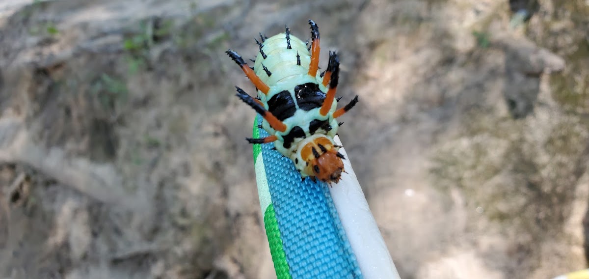 Hickory Horned Devil