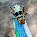 Hickory Horned Devil