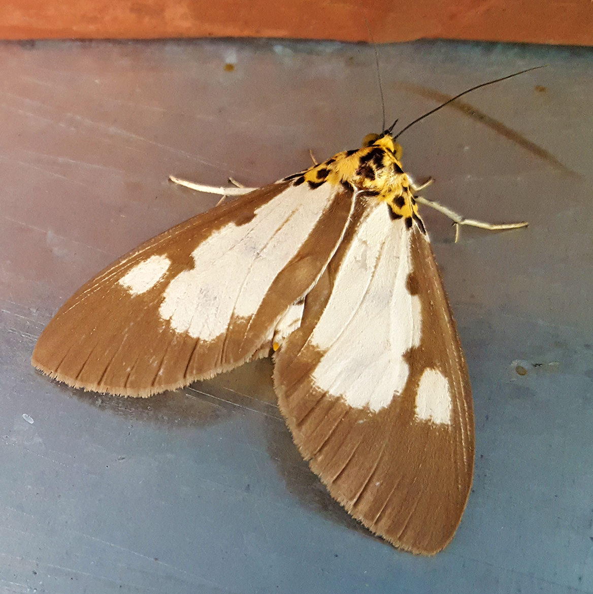 White-Winged Snout Tiger