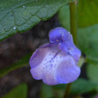 Skullcap