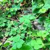 Creeping Wood Sorrel