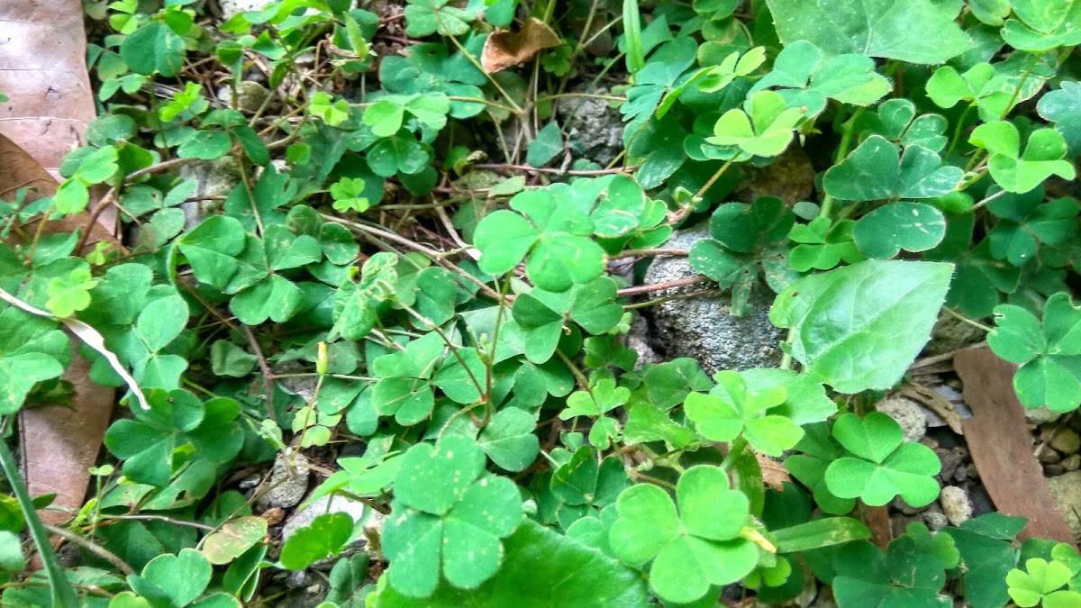 Creeping Wood Sorrel