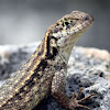 Northern Curly-tailed Lizard