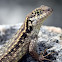 Northern Curly-tailed Lizard