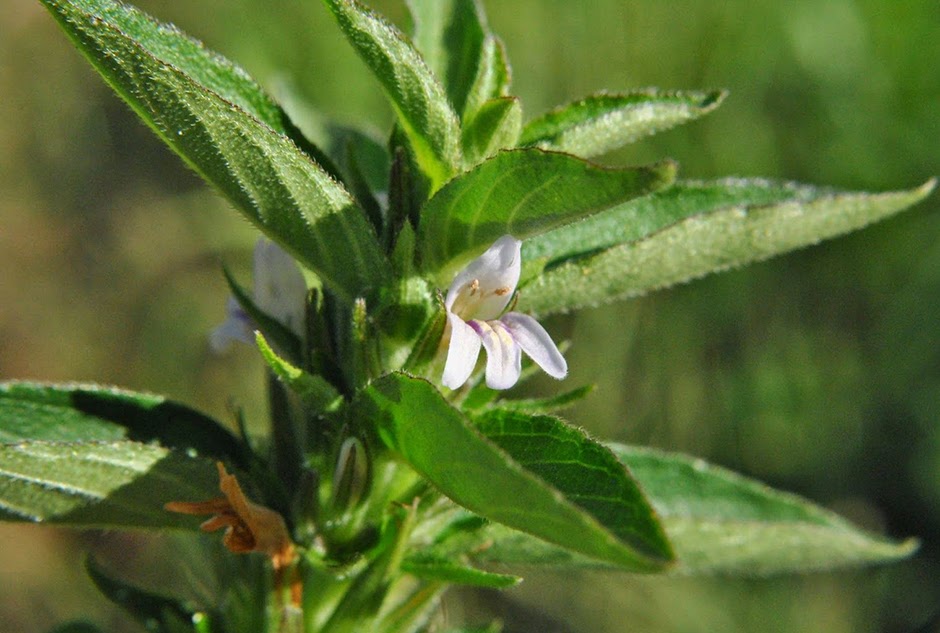 Гигрофила ребристая (Hygrophila costata)