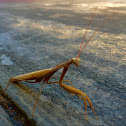 Praying Mantis