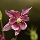 Columbine