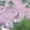 American robin