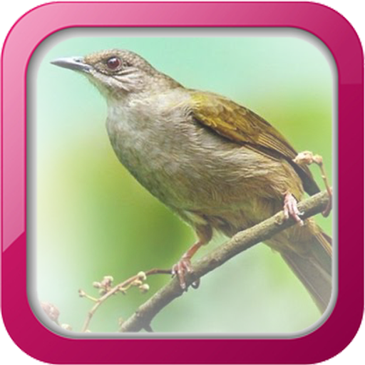 Master Kicau Kapas Tembak Mp3