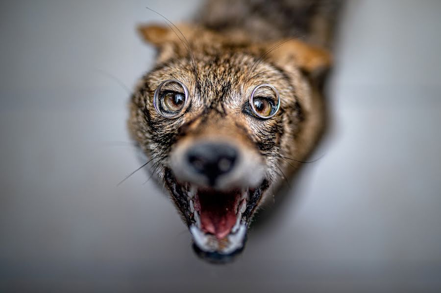 Fotografer pernikahan Róbert Szegfi (kepzelet). Foto tanggal 19 September 2019