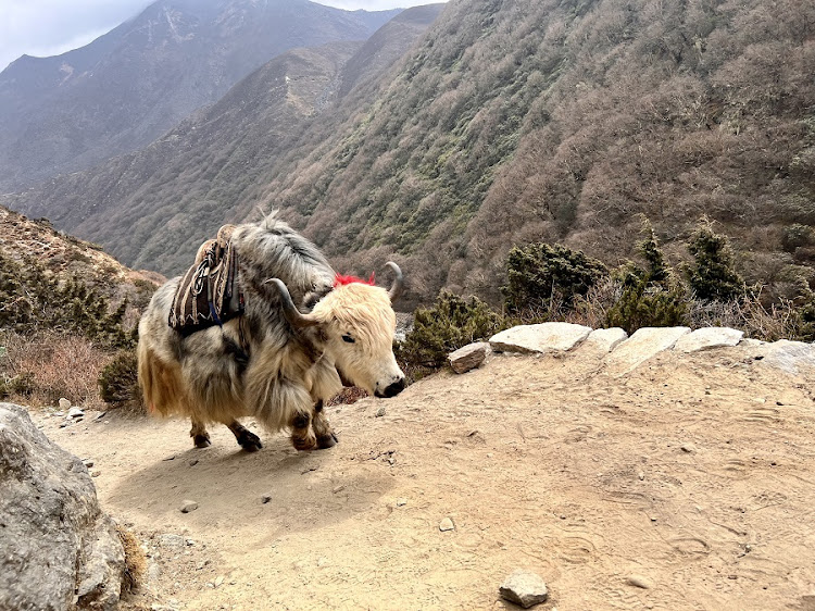 Getting pushed off the path by a yak is a real concern.