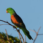 Red-winged Parrot (male)