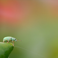 Smeraldo di Claudio Tenca