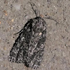 Dagger Moth