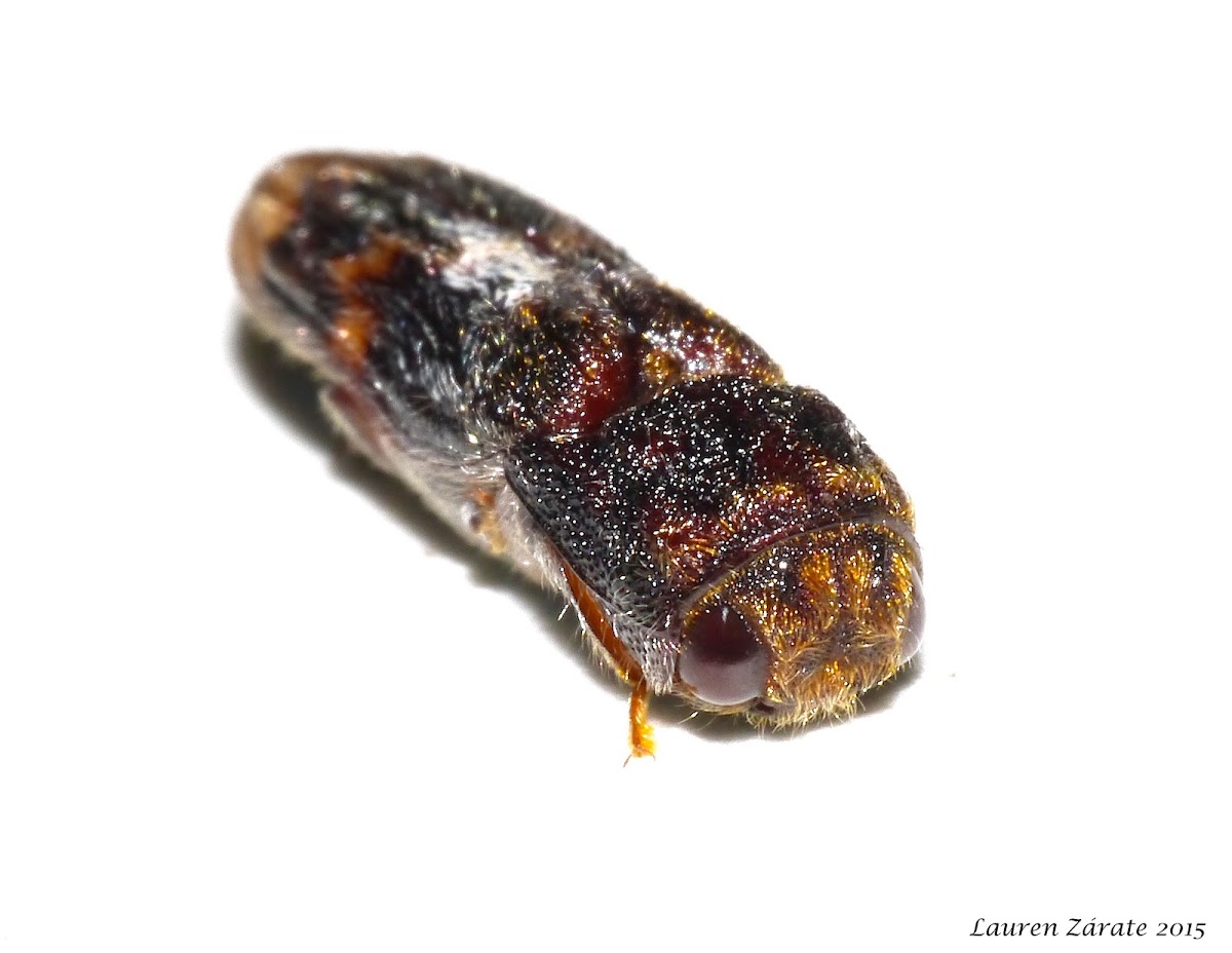 Weird Click Beetle